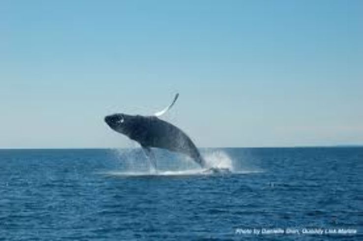 Whale Watching from St. Andrews-by-the-Sea  Trip Packages